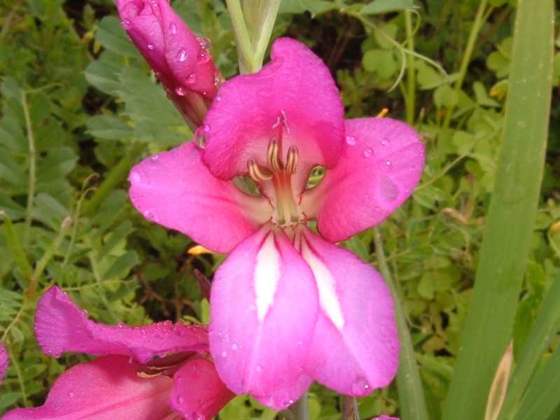 gladiolus
